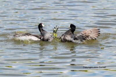 American-Coot;Coot;Fulica-americana;battle;dispute;dominance;domination-battle;f